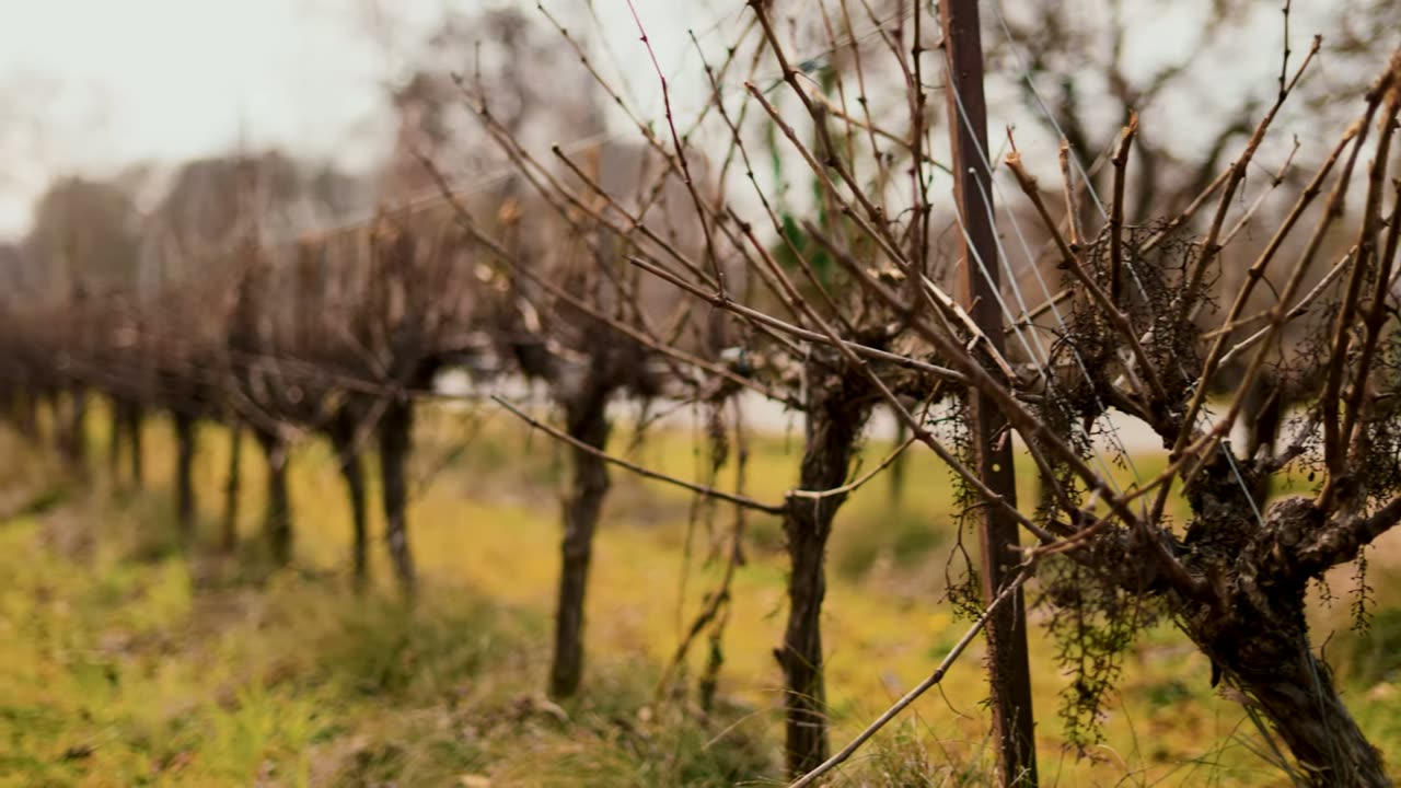 Bare vines in early spring, secateurs at a cane.