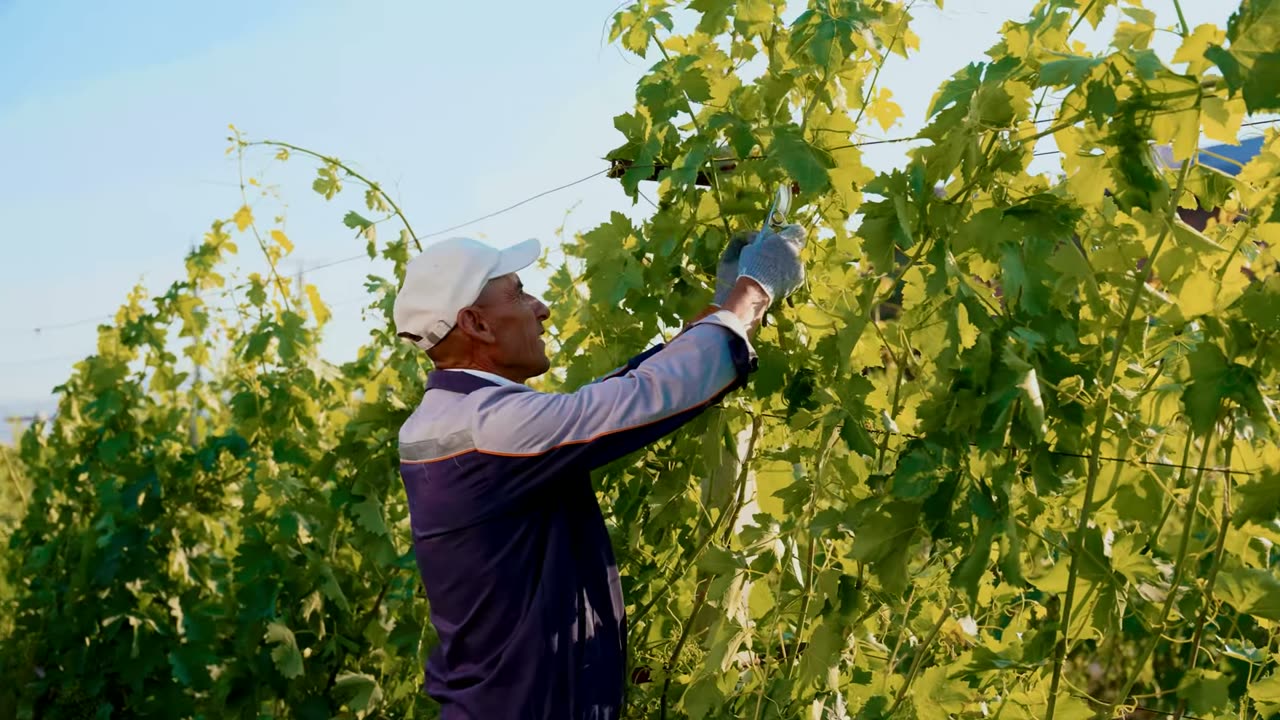 The green canopy of the vines against the sun.