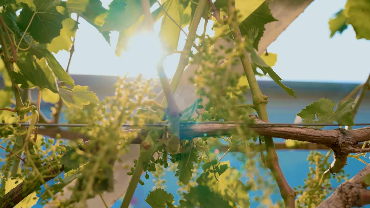 A gloved hand at a green shoot beside a young bunch of grapes.