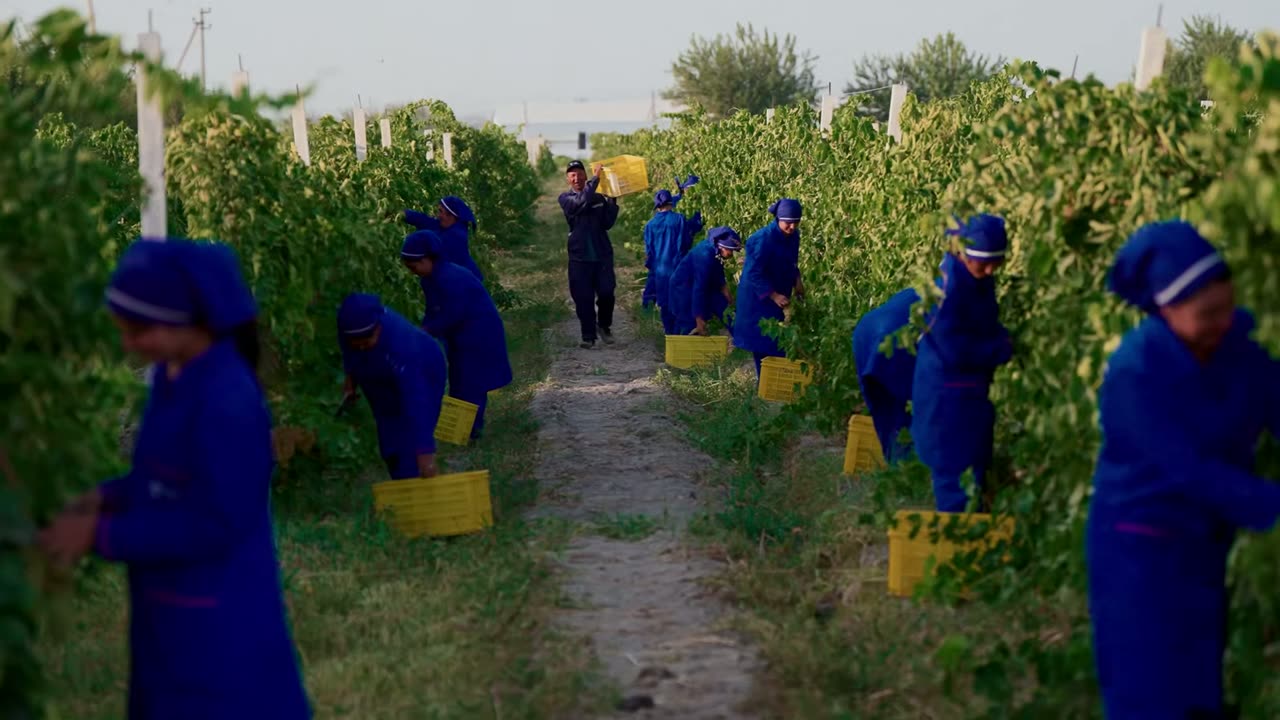 Pickers in blue between the rows with yellow crates.