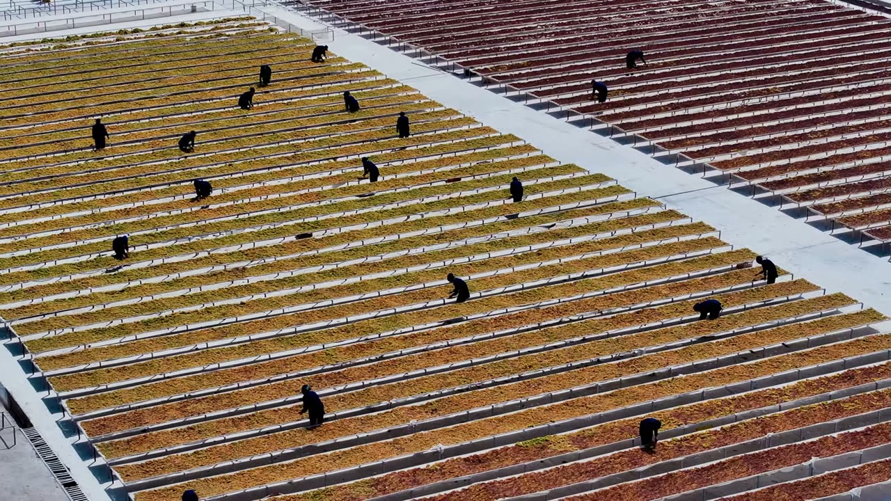 The drying yard from the air: rows of raised trays, workers between them.