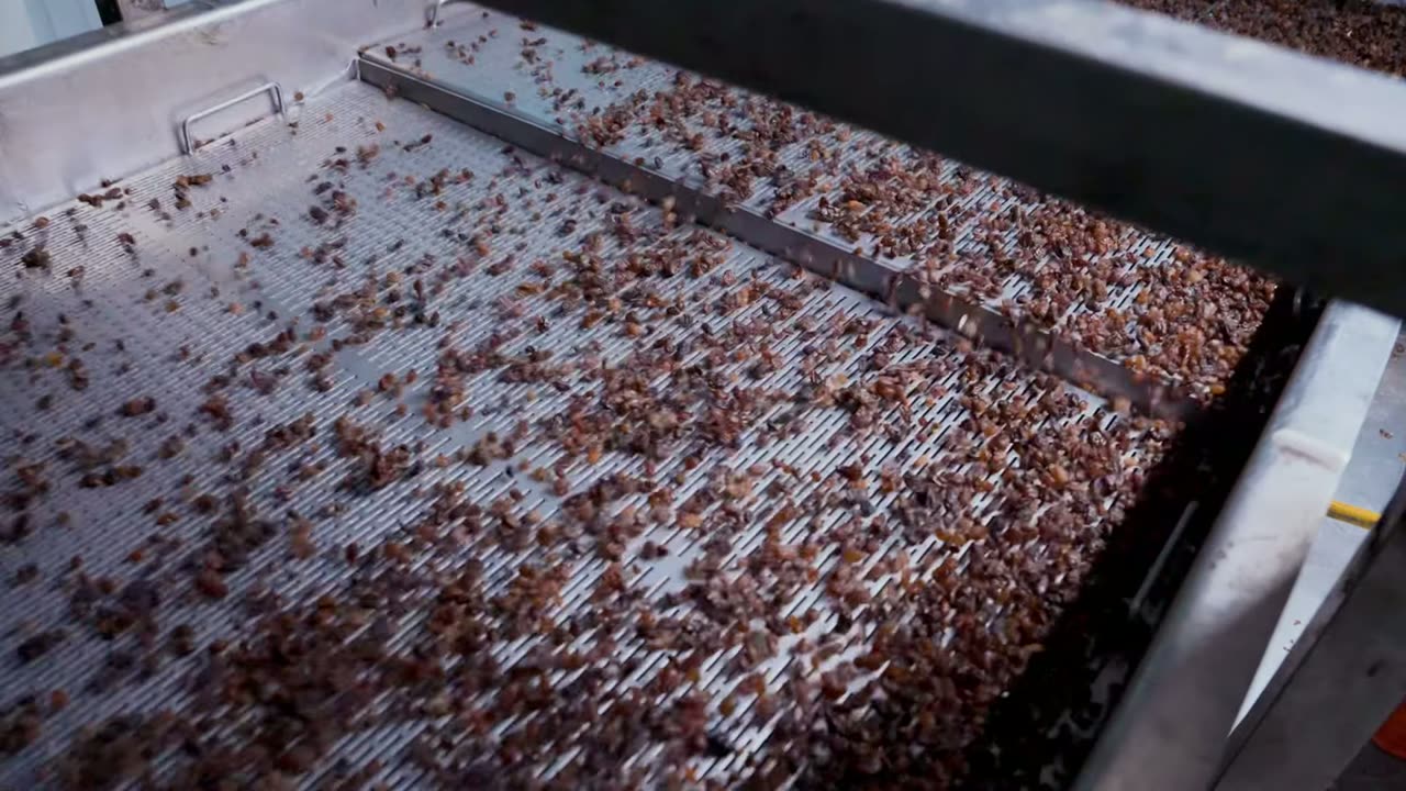Raisins on the vibrating belt of the cleaning line.