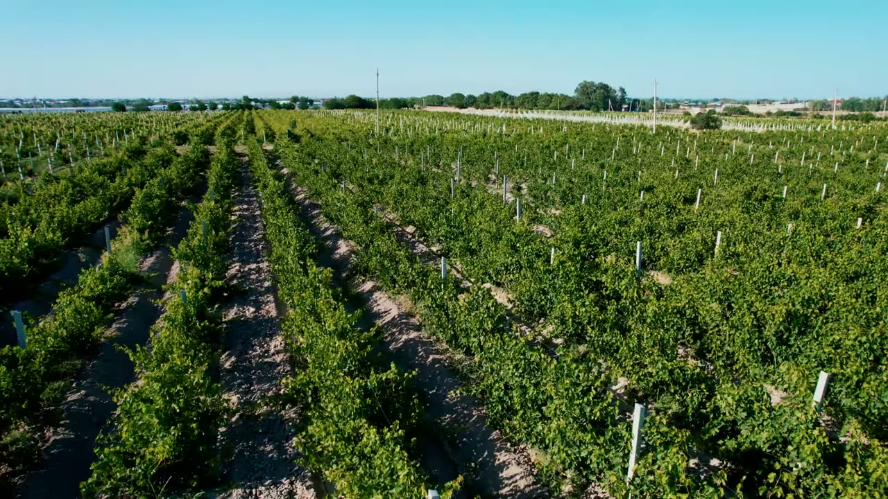 The vineyard rows from the air.
